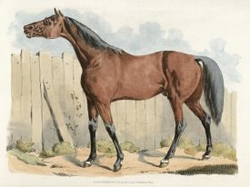 Henry Thomas Alken - Dark-Brown Horse, 1817