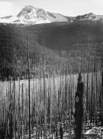 Ansel Adams - Burned Area, Glacier National Park, Montana - National Parks and Monuments, 1941