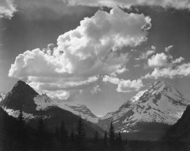 Ansel Adams - Trees in Glacier National Park, Montana - National Parks and Monuments, 1941