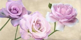 Serena Biffi - Rose classiche