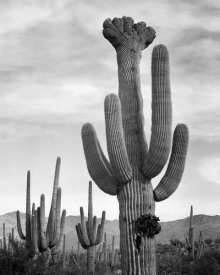 Ansel Adams - Full view of cactus with others surrounding, Saguaros, Saguaro National Monument, Arizona, ca. 1941-1942