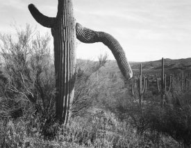 Ansel Adams - Cactus at left and surroundings, Saguaro National Monument, Arizona, ca. 1941-1942