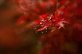 Mel Brackstone - Maple