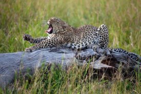 Alessandro Catta - Big Cat