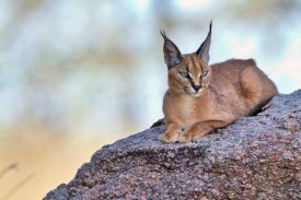 Alessandro Catta - Caracal