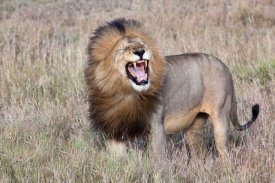 Alessandro Catta - Lion