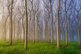 Andy Chan - Morning Of The Forest