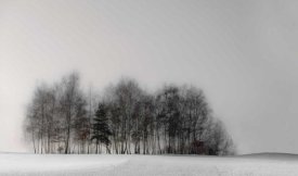 Gilbert Claes - Winter Forest