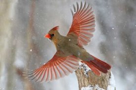 Mircea Costina - Snow Storm