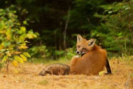 Jim Cumming - Redfox, Algonquin Park