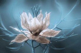 Mandy Disher - Nigella