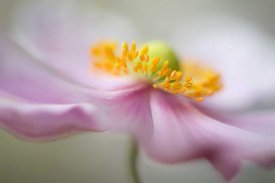 Mandy Disher - Untitled