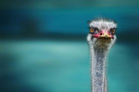 Piet Flour - Ostrich Protecting Two Poor Chicken From The Wind