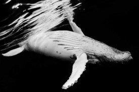 Barathieu Gabriel - Black and Whale