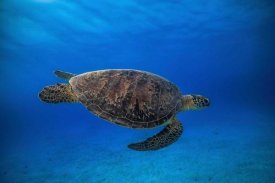 Barathieu Gabriel - Green Turtle In The Blue