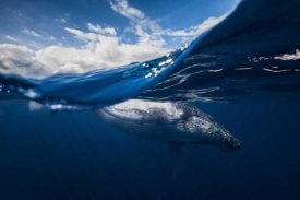 Barathieu Gabriel - Humpback Whale And The Sky