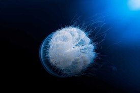 Barathieu Gabriel - Jellyfish