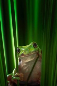 Ahmad Gafuri - Green Frog