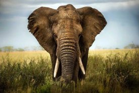 Alberto Ghizzi Panizza - Encounters In Serengeti