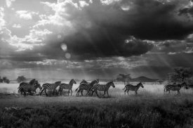 Alberto Ghizzi Panizza - Zebras Paradise