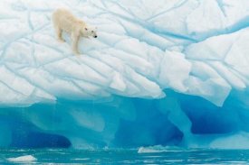 Joan Gil Raga - Polar Bear