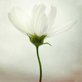 Lotte Gronkjaer - White Cosmos