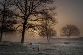 Piet Haaksma - Foggy Morning