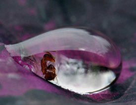 Jimmy Hoffman - Caught In A Droplet