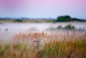 Frits Hoogendijk - Hide And Seek