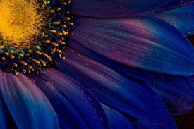 Thorsteinn H. Ingibergsson - Blue Rays