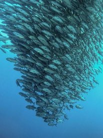 Henry Jager - Schooling Jackfishes
