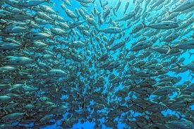 Henry Jager - Splitted School Of Jackfish