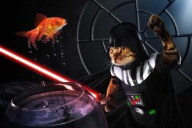 Christophe Kiciak - Darth Sushi