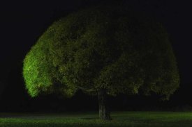 Stelios Kirtselis - Mushroom Tree