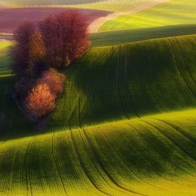 Piotr (Bax) Krol - Green Fields