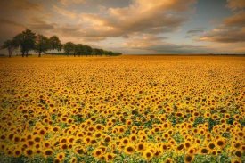 Piotr (Bax) Krol - Sunflowers
