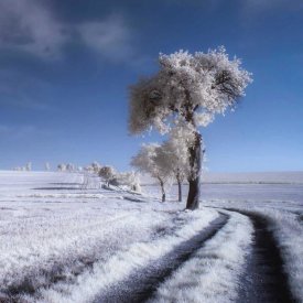 Piotr (Bax) Krol - Winter In Summer