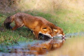 Pim Leijen - Thirsty