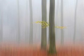 Huib Limberg - Autumnmorning