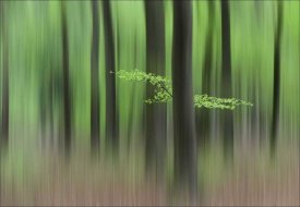 Huib Limberg - Spring Morning
