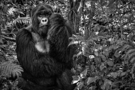 Karen Lunney - Kwitonda Silverback