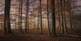 Norbert Maier - Autumn
