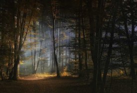 Norbert Maier - November Morning