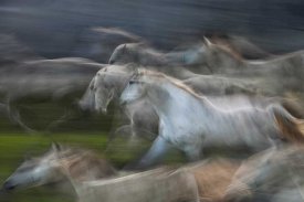 Milan Malovrh - Stampedo