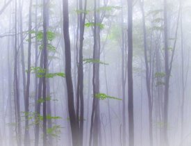 Michel Manzoni - Misty