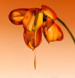 Kent Mathiesen - Tears Of A Flower