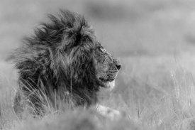 Massimo Mei - The King Is Alone