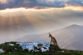 Dan Mirica - Chamois In Piatra Craiului Romania