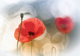 Steve Moore - Morning Poppies