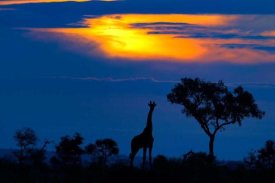 Mario Moreno - A Giraffe At Sunset